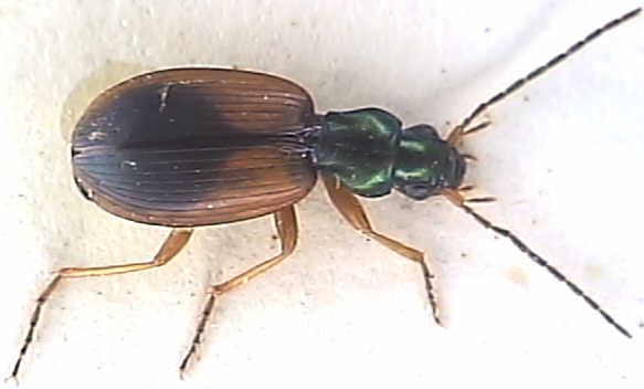 Agonum dorsale